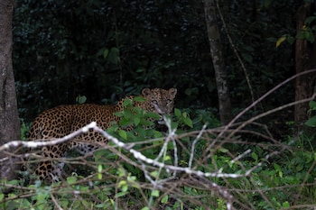 the den at yala