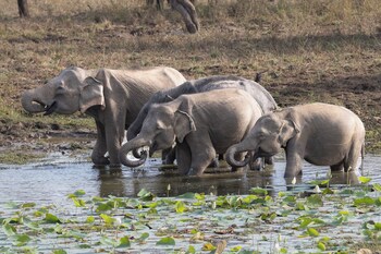 the den at yala