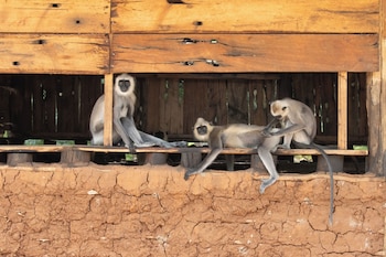 the den at yala
