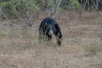 the den at yala