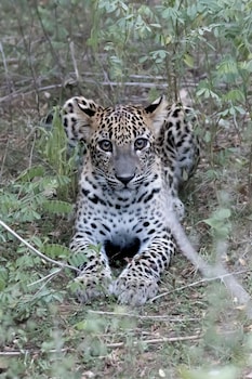 the den at yala