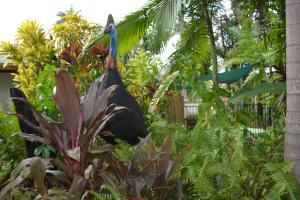 rainforest motel