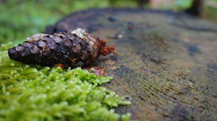 alpine lodge klosterle am arlberg