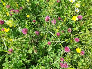 alpine lodge klosterle am arlberg