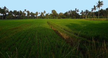 sierra vista 1 ubud