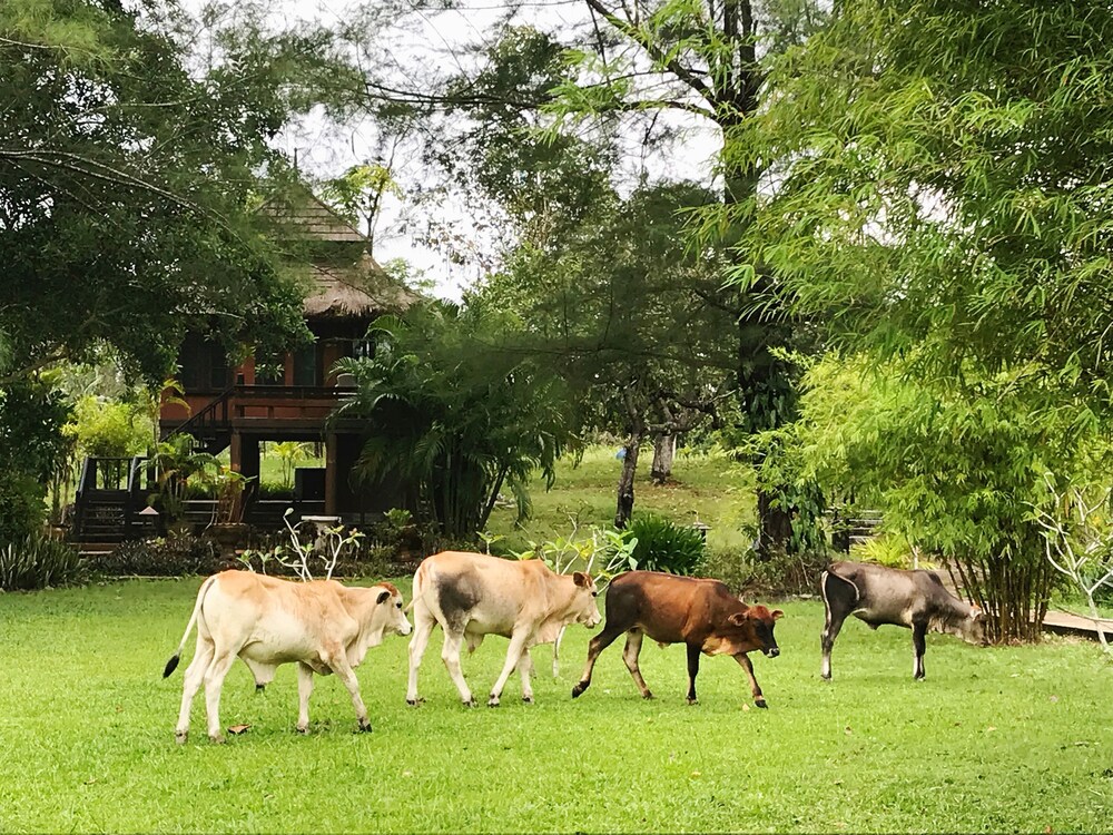 thailife wellness and meditation resort