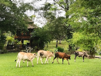 thailife wellness and meditation resort