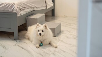 Gyeongju Purspet Dog Pension,,3 star