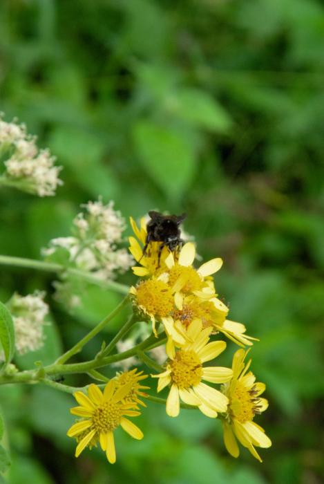 momora distrito selva