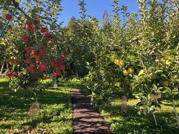 apple farm glamping villa harasawa