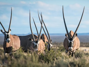 mattanu private game reserve