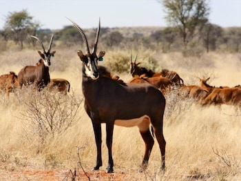 mattanu private game reserve