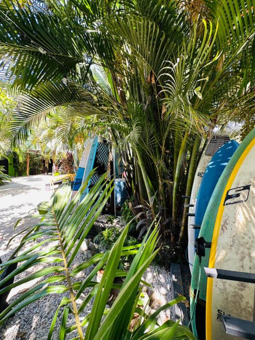 surf paradise