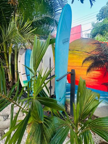 surf paradise