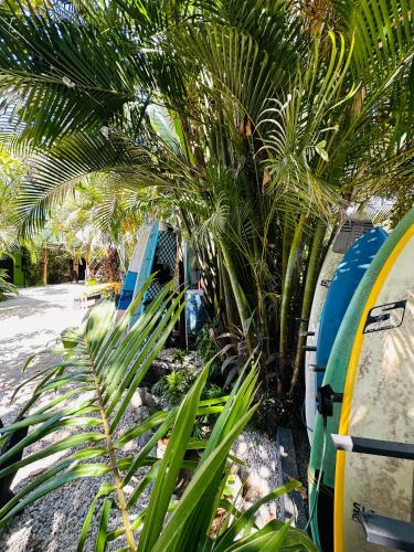 surf paradise