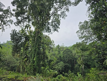 nildiya cottages