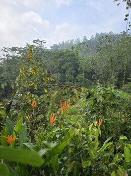 nildiya cottages