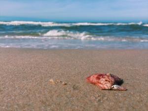 quoc dinh guesthouse