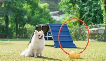gapyeong high mong glamping and camping