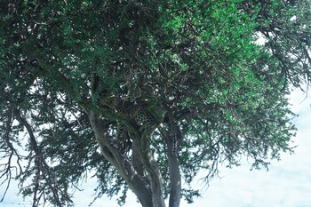 goshen mara