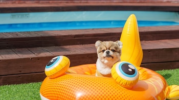 Namhae Elsia Pet Pool Villa Pension,,3 star