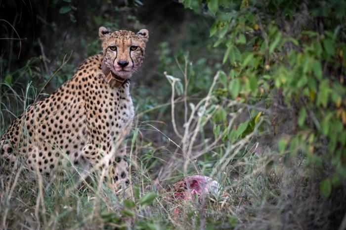 xidulu safari lodge