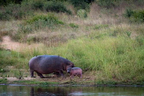 hoedspruit