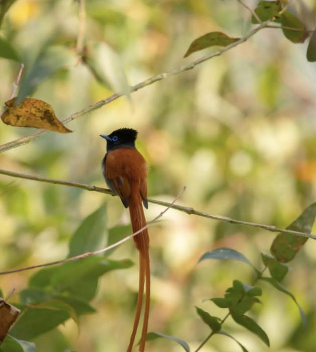 ineza guest house