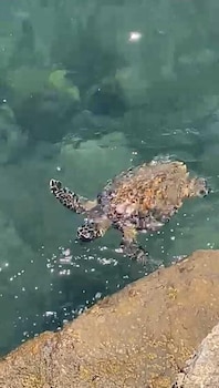 pousada ilha bella