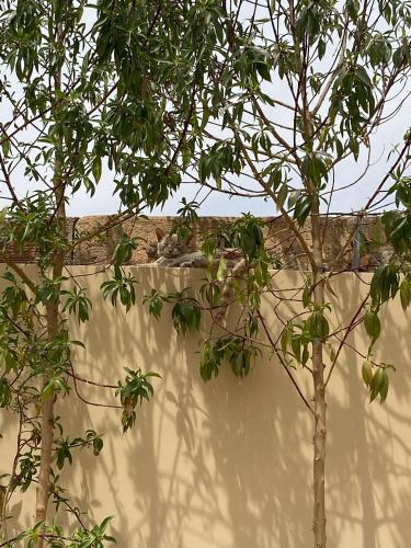 riad romeo