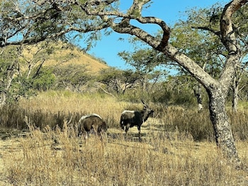 syeta bush lodge