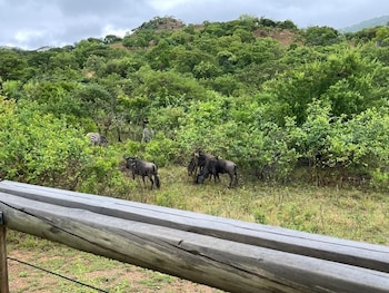 syeta bush lodge