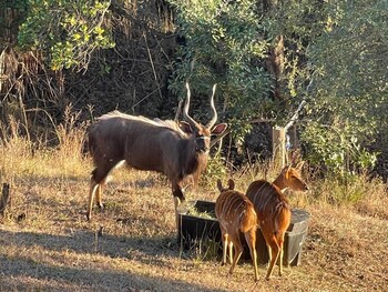 syeta bush lodge