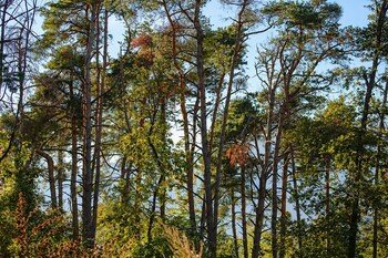 woodmood