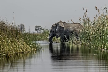 khwai mokoro safaris and campsites