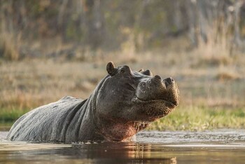 Khwai Mokoro Safaris And Campsites,,2 star