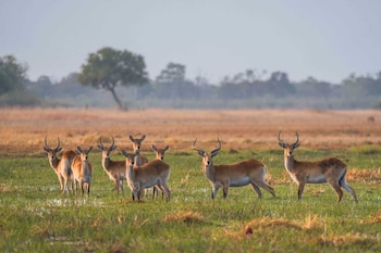 Khwai Mokoro Safaris And Campsites,,2 star