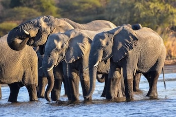 khwai mokoro safaris and campsites