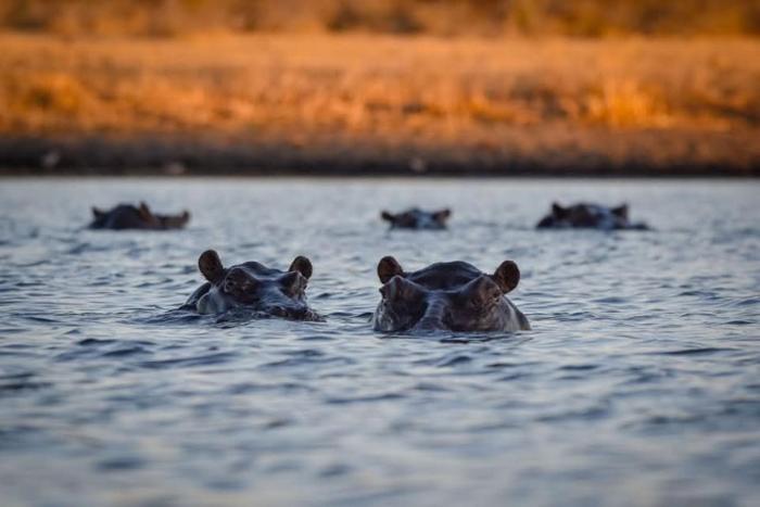 khwai mokoro safaris and campsites