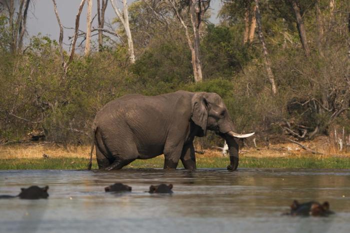 khwai mokoro safaris and campsites