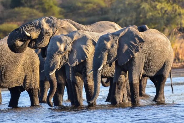 khwai mokoro safaris and campsites