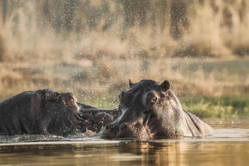 khwai mokoro safaris and campsites