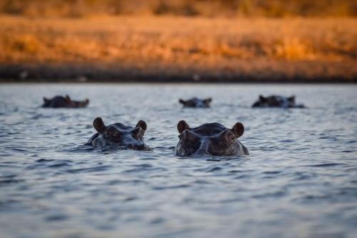 khwai mokoro safaris and campsites