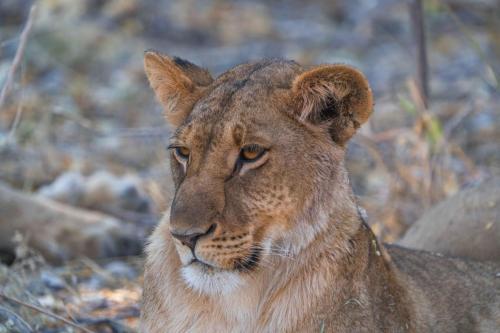 khwai mokoro safaris and campsites