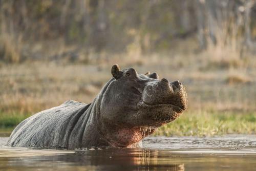 khwai mokoro safaris and campsites