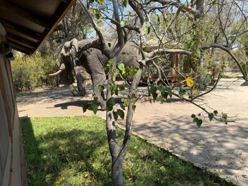 khwai mokoro safaris and campsites