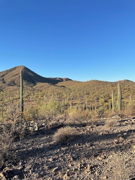 saguaroglamp