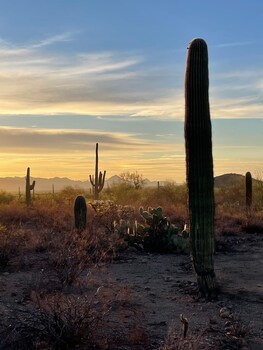 Saguaroglamp,,2 star