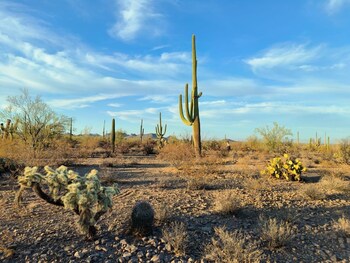 saguaroglamp