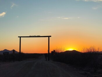 saguaroglamp